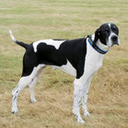 犬を家族に迎える前に